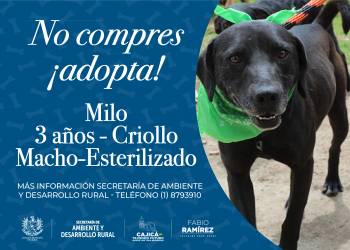 Milo - Canino