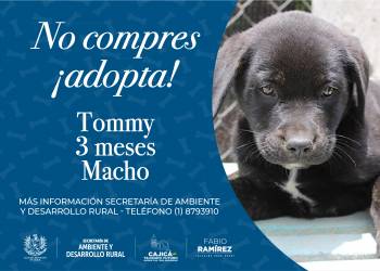 Tomy - Canino